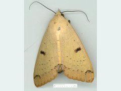 Ophiusa parcemacula