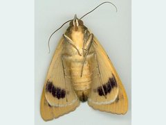 Ophiusa parcemacula