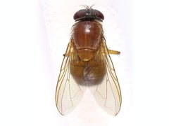 Dichaetomyia