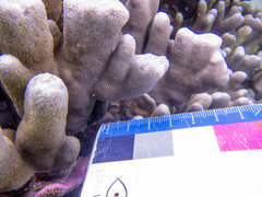 Porites cylindrica