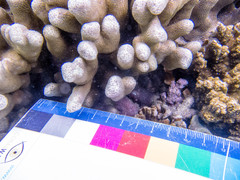 Porites cylindrica
