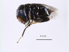 Scutellista caerulea