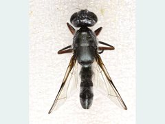 Plagiostenopterina aenea