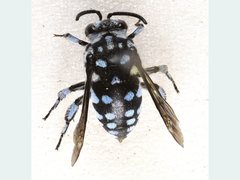 Thyreus caeruleopunctatus