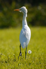 Bubulcus ibis coromandus