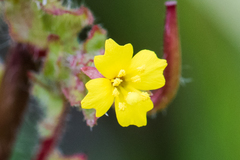 Camissoniopsis lewisii
