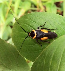 Hemithyrsocera vittata