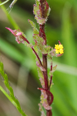 Camissoniopsis lewisii