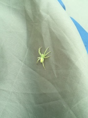 Micrommata