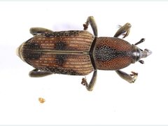 Rhabdoscelus obscurus