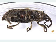 Rhabdoscelus obscurus