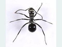 Polyrhachis turneri