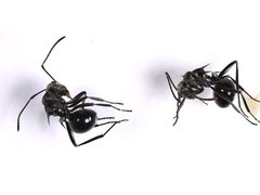 Polyrhachis turneri