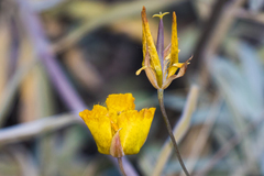 Calochortus weedii