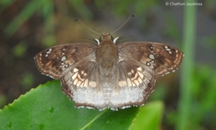 Caprona ransonnettii