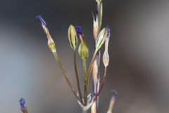 Brodiaea orcuttii