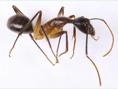 Camponotus confusus