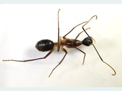 Camponotus confusus