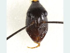 Camponotus confusus