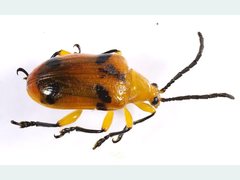 Stethopachys formosa