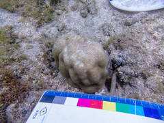 Porites lobata