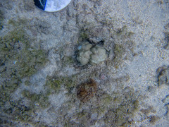 Porites lobata