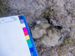 Porites lobata