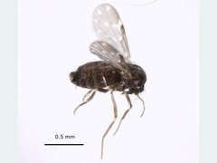 Culicoides