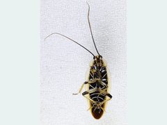 Ellipsidion bicolor