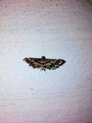 Diasemiopsis ramburialis