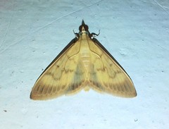 Crypsiptya coclesalis