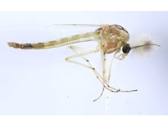 Chironomus cloacalis