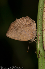 Surendra quercetorum