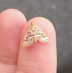 Anania murcialis