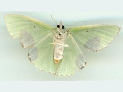 Protuliocnemis partita