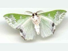 Protuliocnemis partita