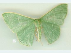 Thalassodes dorsilinea