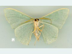 Thalassodes dorsilinea