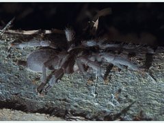 Selenocosmia crassipes