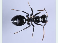 Camponotus mackayensis