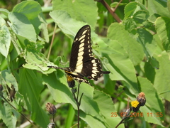 Papilio ornythion ornythion