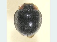 Apolinus terminalis