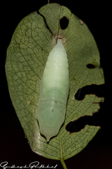 Gerosis bhagava