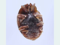 Scymnus mitior