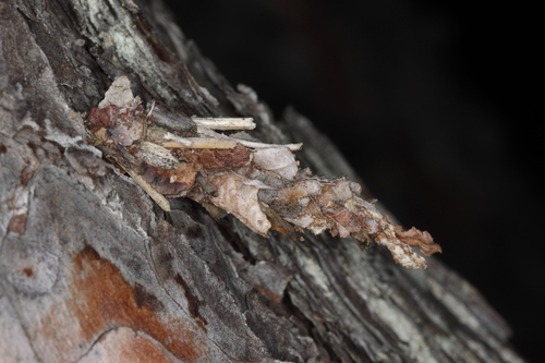 vreckovec trávový (Canephora hirsuta)