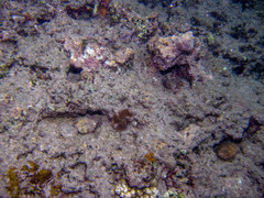 Lobactis scutaria