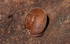 Austrochloritis brevipila