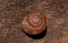 Austrochloritis brevipila