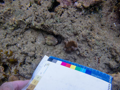 Lobactis scutaria