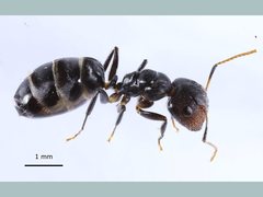 Camponotus mackayensis